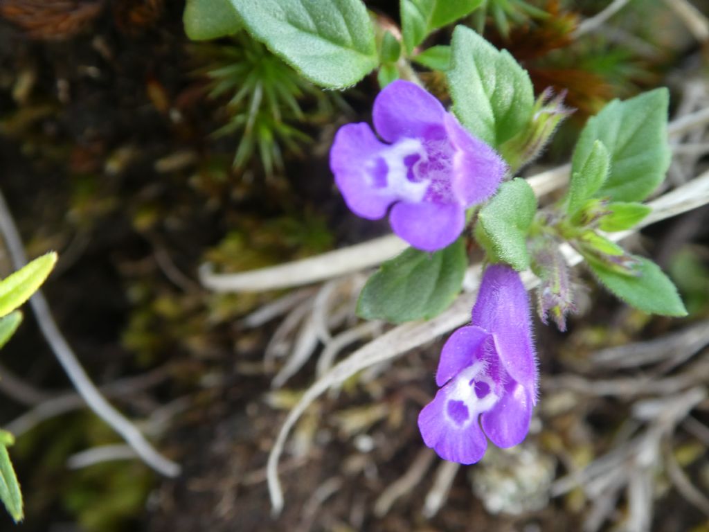 Clinopodium alpinum (ex Acinos alpinus), (Lamiaceae)